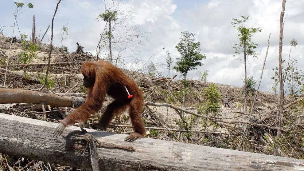 Destroy wildlife. Вырубание лесов животные. Животные в вырубленном лесу. Вырубка лесов. Вырубка лесов с животными.