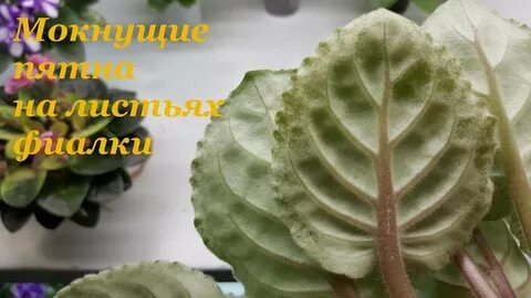 Фиалки поднимают листья вверх