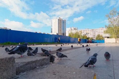 Тц голливуд открытие