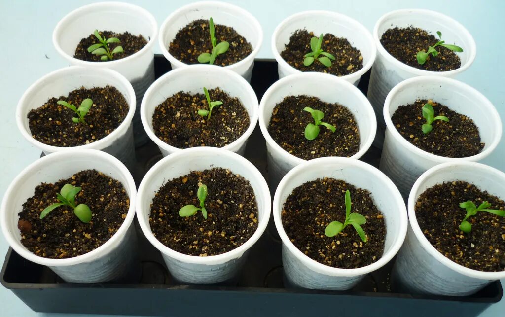 гвоздика шабо всходы. гвоздика китайская пикировка рассады. гвоздика посев семян. гвоздика шабо рассада. гвоздика шабо рассада.