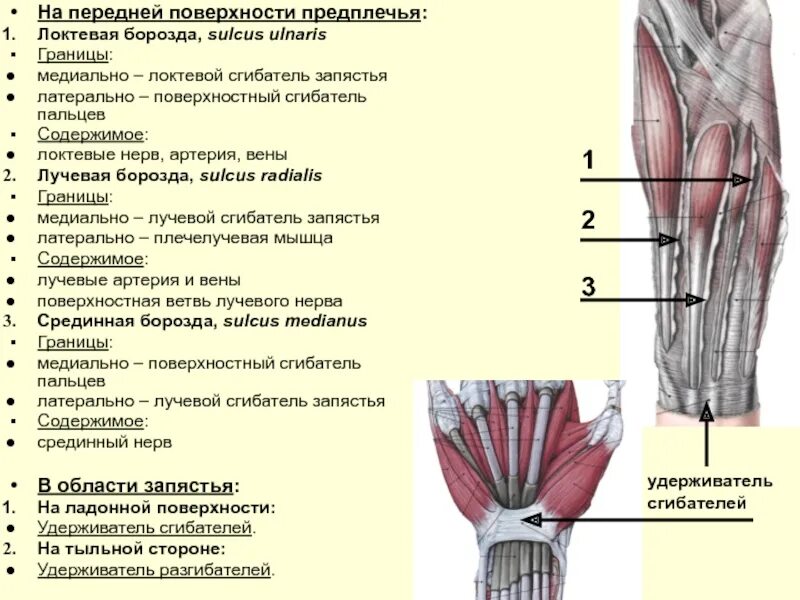 А также внутренней поверхности. Борозда локтевого нерва анатомия. Лучевая срединная и локтевая борозда. Борозды предплечья топографическая анатомия. Топография сосудисто нервного пучка задней области предплечья.