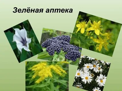 Картинки зеленая аптека