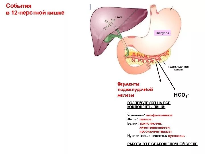 Ферменты 12 перстной кишки таблица. Фермент 12 ти перстной кишки. Железы и ферменты 12 перстной кишки. Пищеварение в 12 перстной кишки физиология.