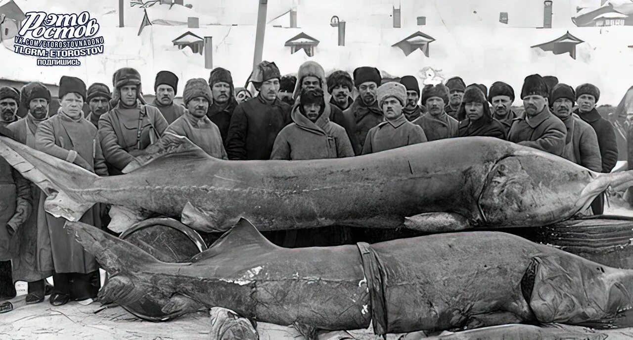 Пост 24 рыба. Пост 24 рыба