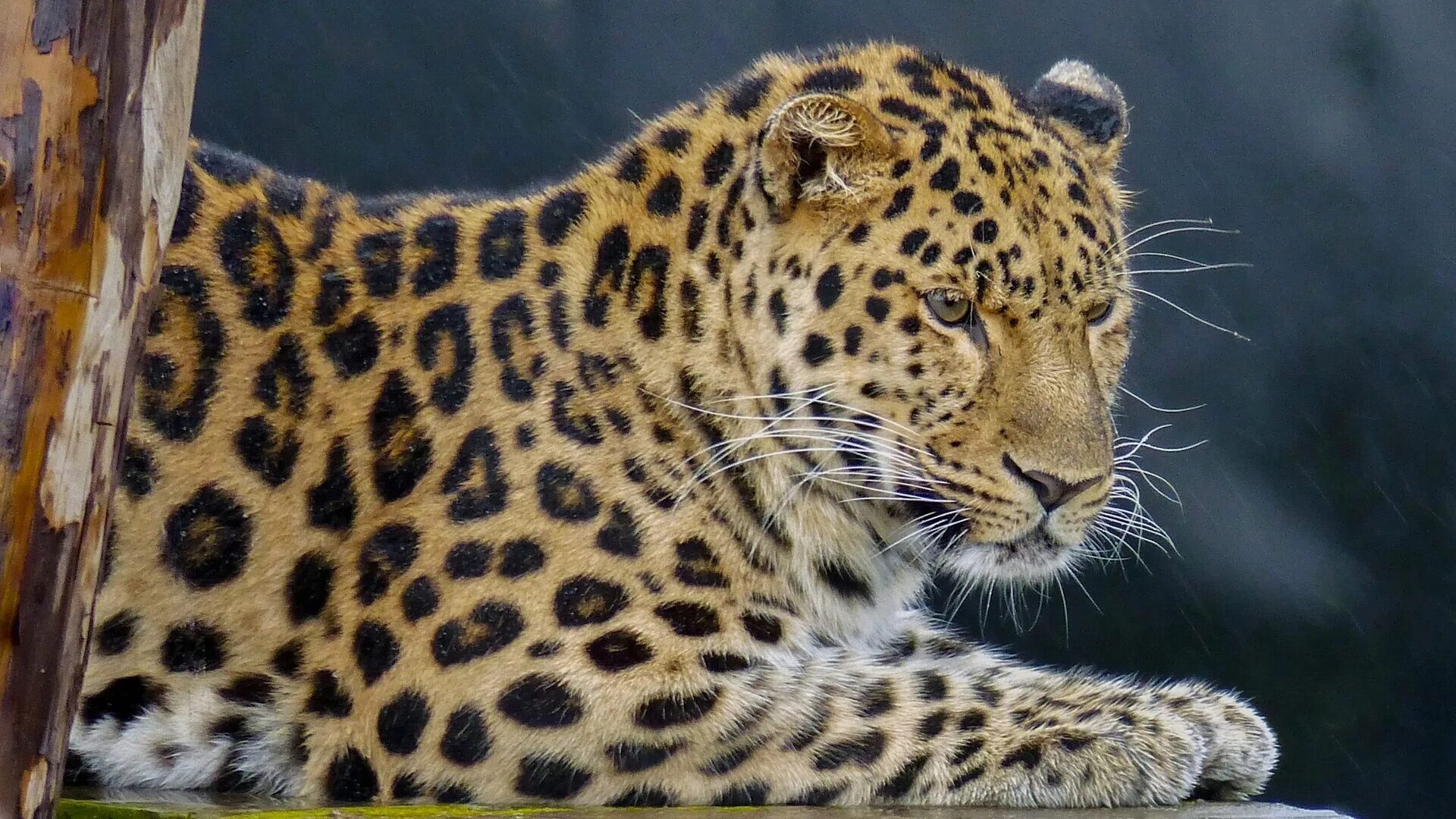 Леопард. Красивый леопард. Леопард портрет. Леопард обои.