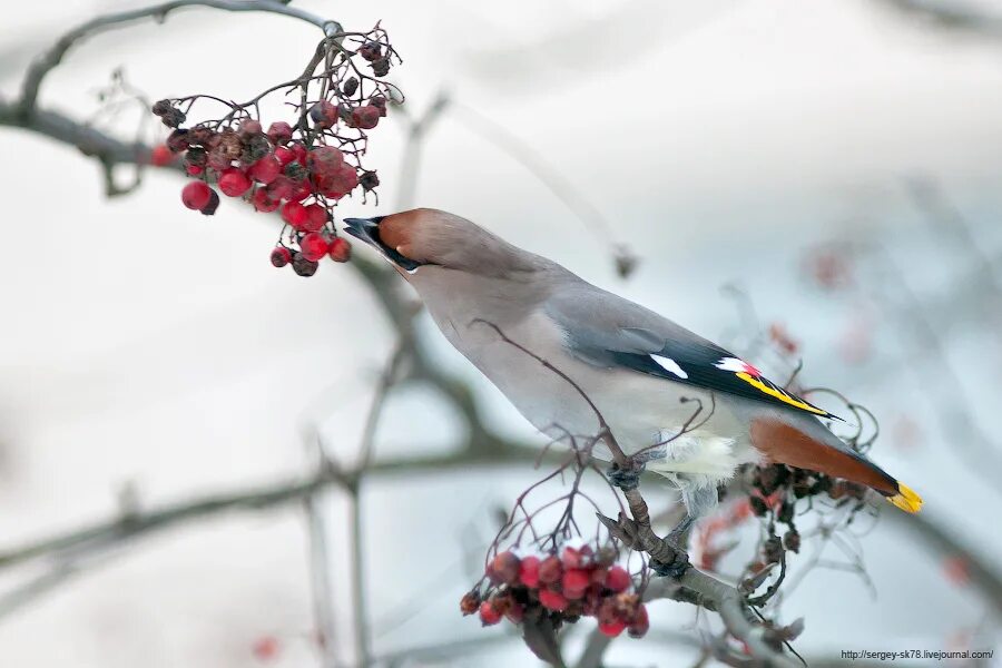 птицы ленинградской обл с хохолком. птичка похожая на свиристель. свиристель без хохолка птица. птичка с хохолком в ленинградской области. свиристель без хохолка.