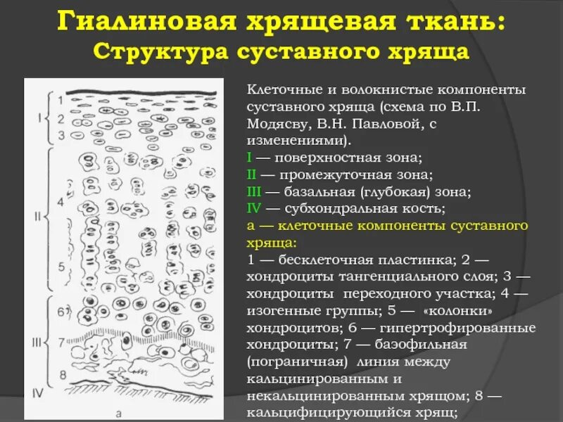 Структурные изменения ткани. Строение гиалинового хряща гистология. Гиалиновый хрящ гистология. Возрастные изменения гиалинового хряща гистология. Строение сустава гиалиновый хрящ.