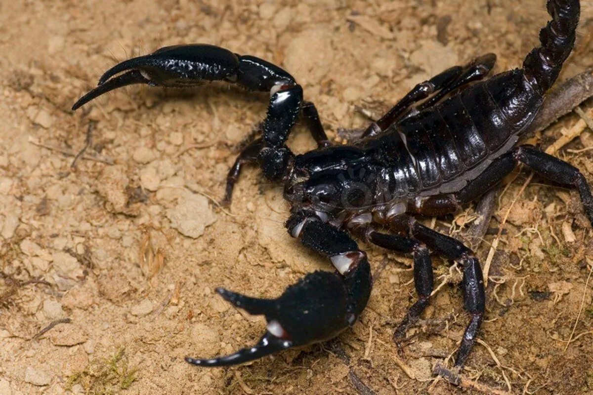 Родственники скорпиона. Скорпион Heterometrus. Heterometrus spinifer. Спинифер Скорпион. Heterometrus spinifer l2.