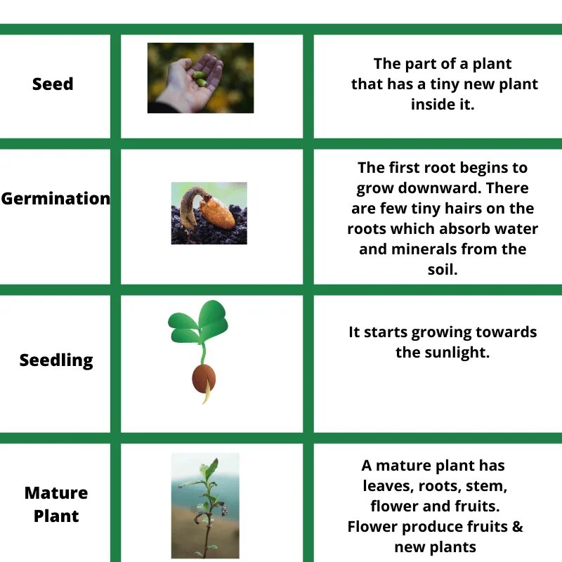 Plant Life Cycle for Kids. The Cycle of a Plant Worksheet. Plant Life Cycle Worksheets. Life Cycle of a Plant for children. Plant cycle