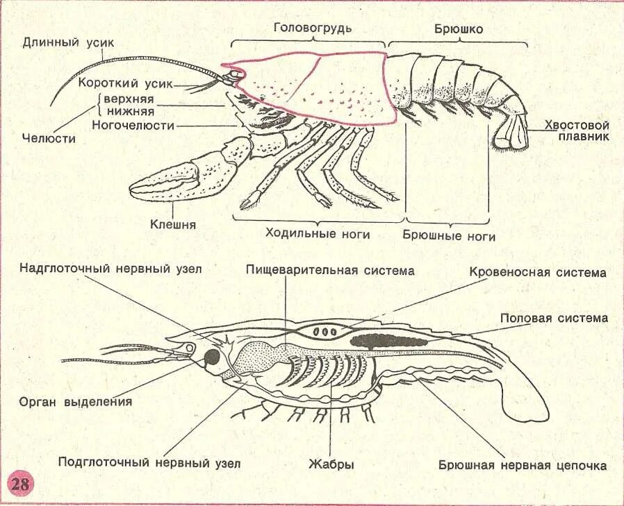 Схема ракообразного. Внешнее строение членистоногих схема. Строение ракообразных 7 класс биология. Внутреннее строение креветки схема. Класс ракообразные внешнее строение.