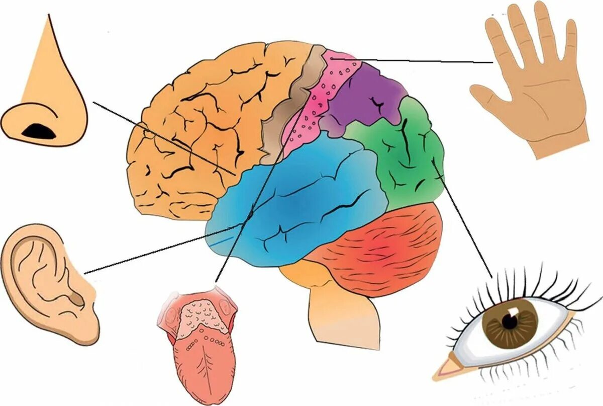 Brain sense. Зрительная слуховая обонятельная осязательная вкусовая. Система органов чувств человека. Осязательная сенсорная система. Анализаторы человека.