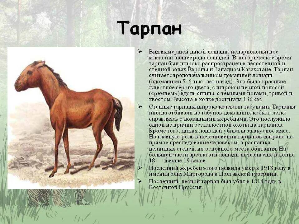 Дикая Степная лошадь Тарпан. Тарпан вымершее животное. Тарпан лошадь вымершая. Дикая лошадь Тарпан красная книга.