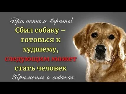 Пришла чужая собака примета