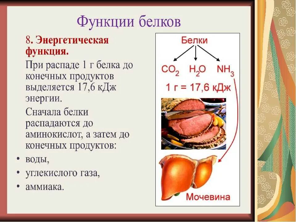 Основном энергетическую функцию в организме выполняют. Энергетичесеаяфункции белков. белки энергетическая функция. энергетическая функция белков в организме человека. белки выполняющие энергетическую функцию.