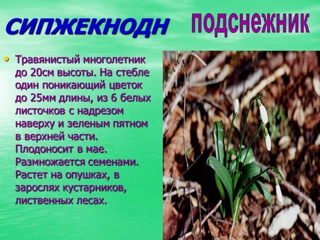 Описание подснежника. Подснежник описание растения. Доклад про Подснежник. Описать Подснежник.