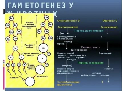Яйцеклетка образуется в результате митоза