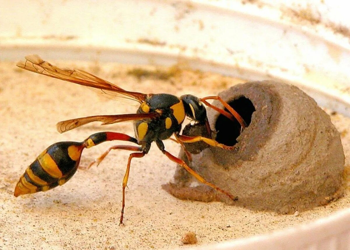 Оса пелопей гнездо. Муравьиный Шершень. Potter Wasp. Оса Ординер гнездо.