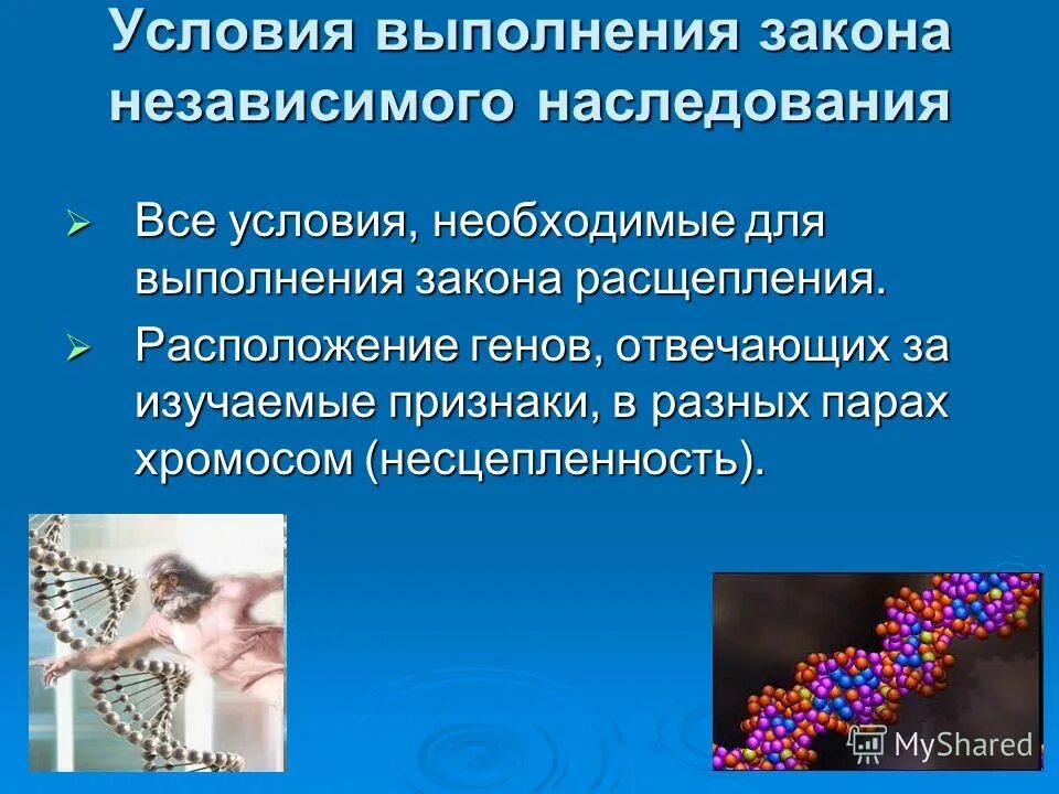 Условия выполнения законов. Условия выполнения закона независимого наследования. условия выполнения закона расщепления. условия выполнения законов генетики.