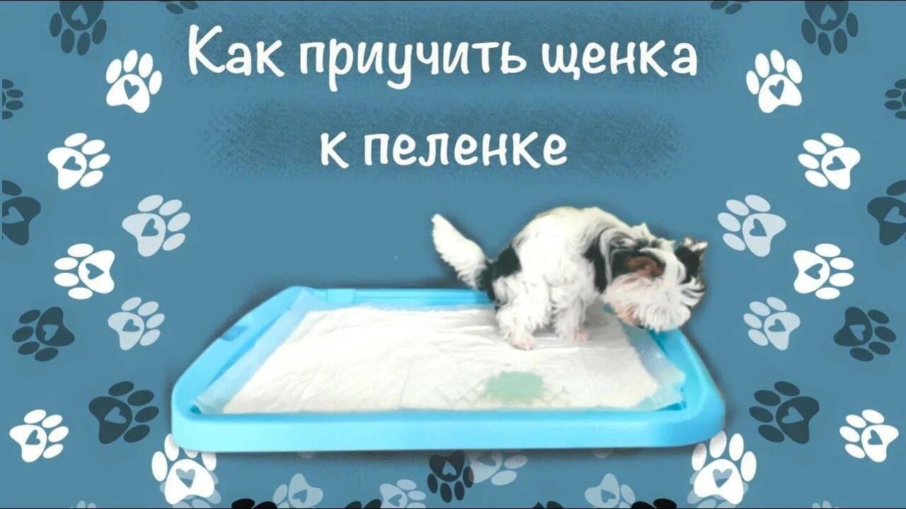 Как приучить собаку к улице после пеленок. Приучить щенка к пеленке. приучить собаку к туалету. щенок писает на пеленку. как приучить щенка к пеленке 2 месяца.