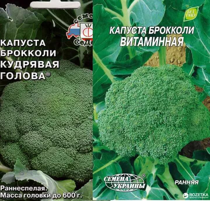 Капуста брокколи тонус отзывы. Капуста брокколи кудряшка. Капуста брокколи кудрявая голова. Сорта брокколи для Сибири открытый грунт. Сорт капусты кудрявая голова.