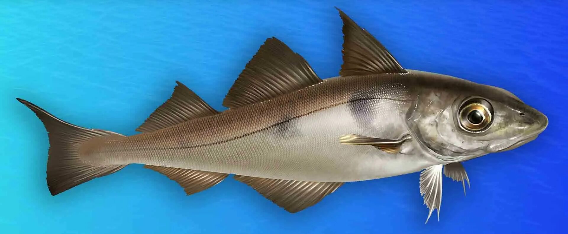 морская рыба пикша. пикаша. пикша атлантическая. пикша что за рыба отзывы. пикша баренцева моря.