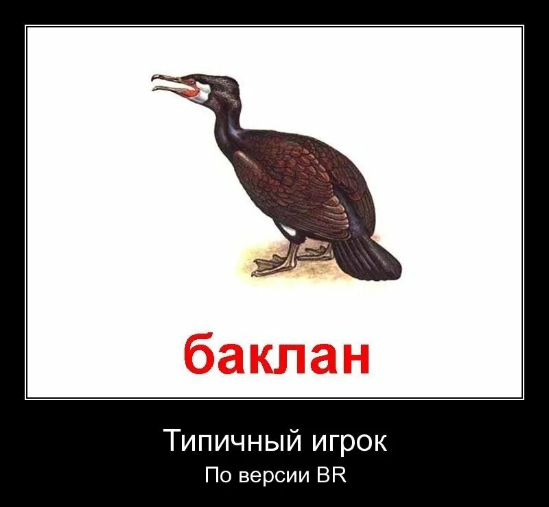 Стеллеров Баклан Стеллеров. Баклан для детей. Баклан надпись. Баклан рисунок.