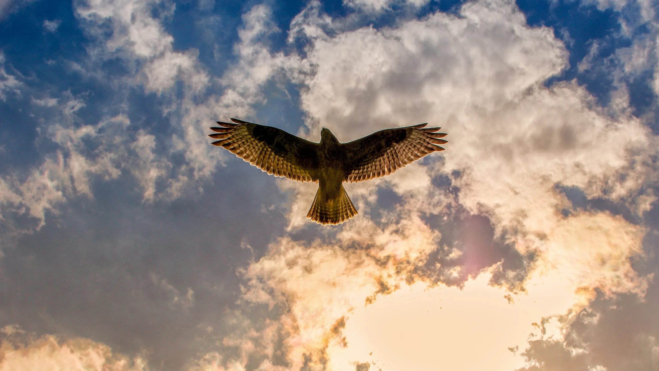 Россия небо птица. Орёл царь неба 2014. Орел в полете вид снизу. Полет птицы. Орел в небе.