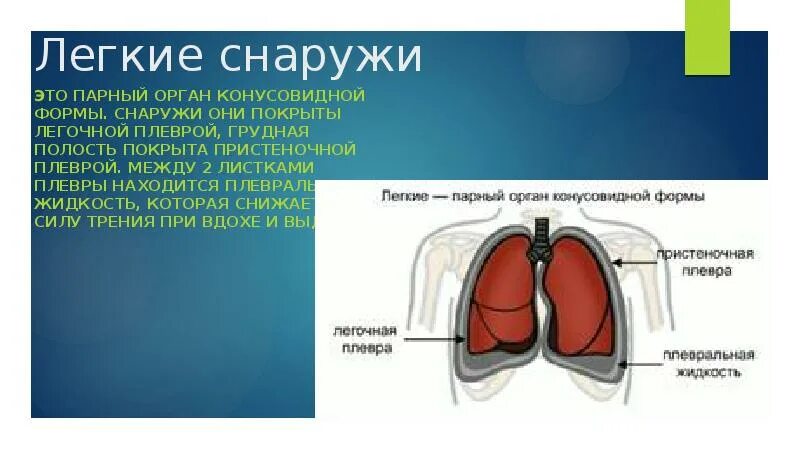 Легкие покрыты снаружи оболочкой. Оболочка покрывающая легкие снаружи. Снаружи легкое покрыто. Снаружи оешкие покрвтв.