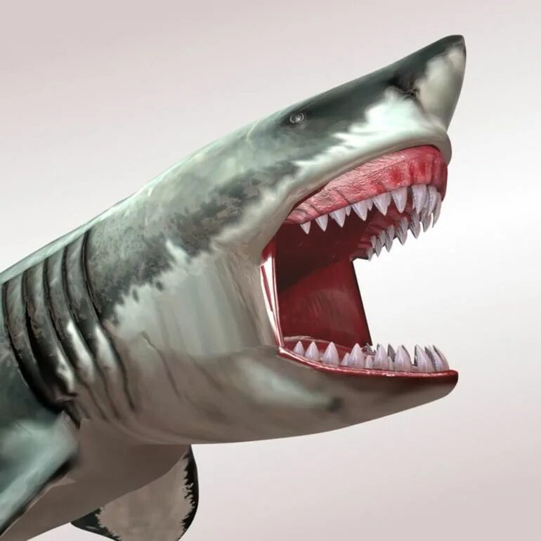 Кархарадон. Акула МЕГАЛОДОН. Вымершая акула МЕГАЛОДОН. Акула МЕГАЛОДОН жива. Кархародон МЕГАЛОДОН зубы.