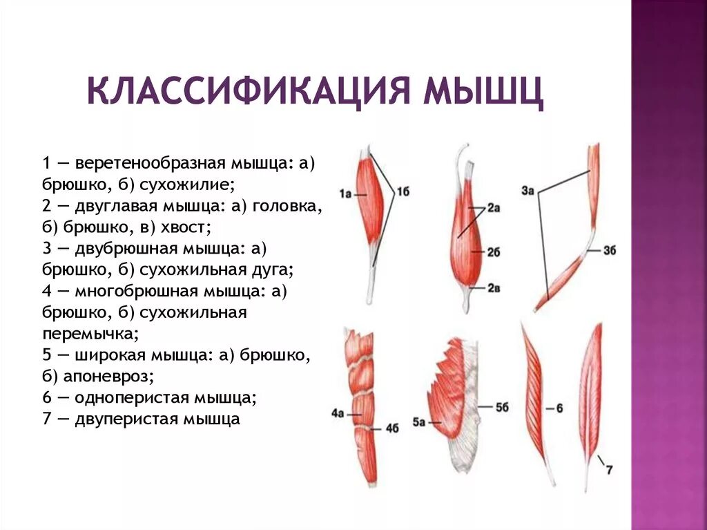 Положение пучков. Мышцы классификация строение функции. Строение функции и классификация скелетных мышц. Классификация, строение и форма мышц. Классификация мышц по форме у животных.