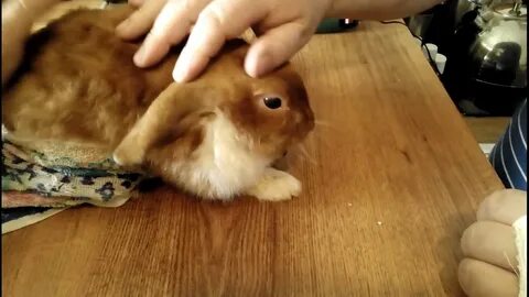 Канал кролика видео