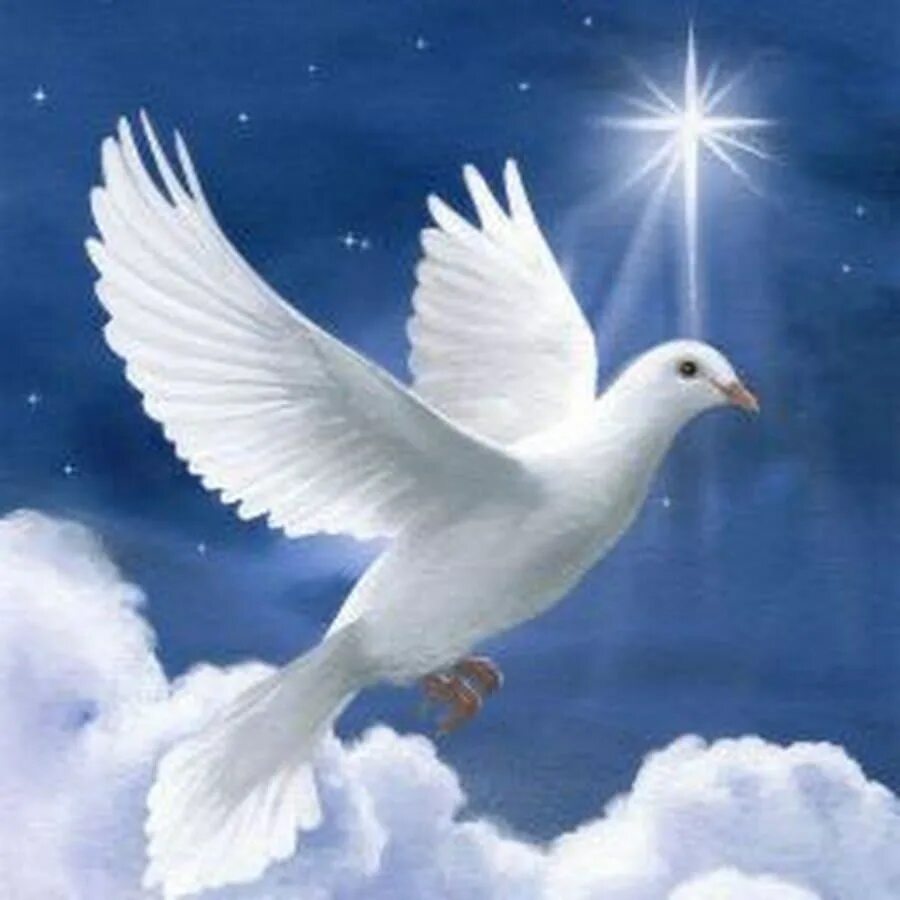 Божья птица это. Голуби в небе. Белый голубь. Небесный голубь.