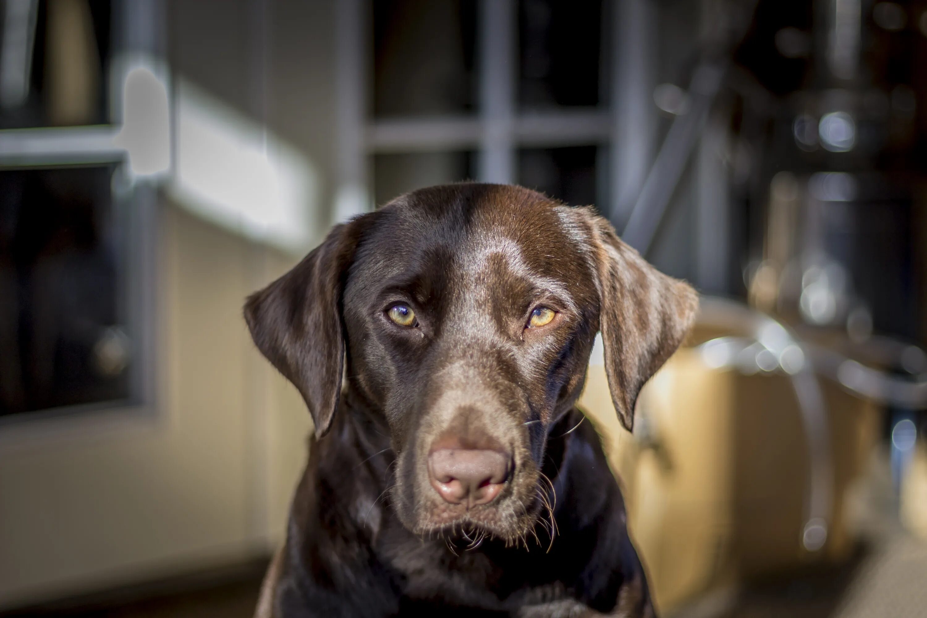 Dogs is brown. Dogs is brown. Дог браун. Шоколадный лабрадор щенок. Лабрадор ретривер шоколадный.