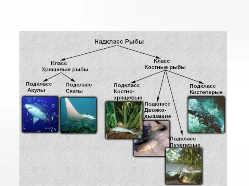 Классы рыб. Классификация рыб. Надкласс рыбы классификация. Классификация рыб схема. Урок классы рыб 7 класс