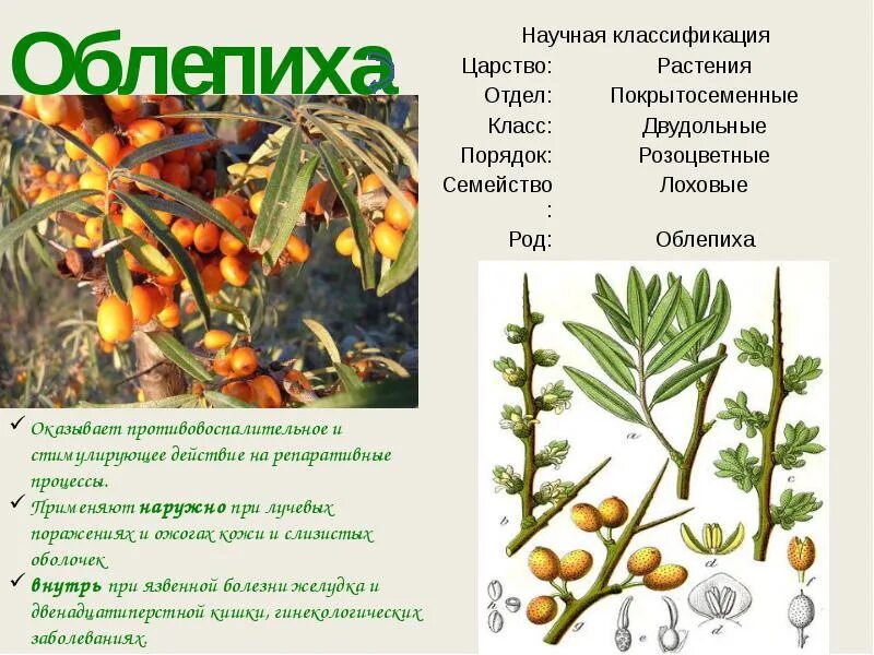 Как различить облепиху женскую