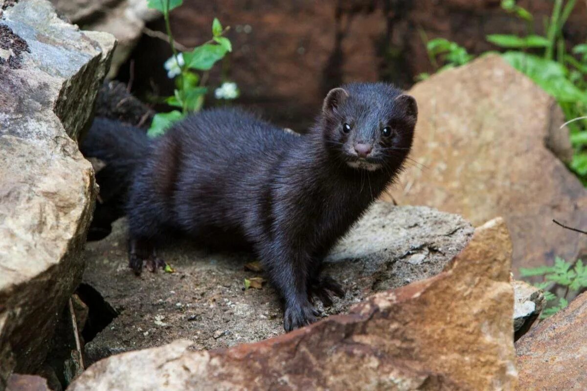 Я живу в темной норке 2 класс. Европейская норка (Mustela lutreola). Американская норка (Mustela Vison). Европейская норка Mustela lutreola (Linnaeus, 1761). Среднерусская европейская норка.