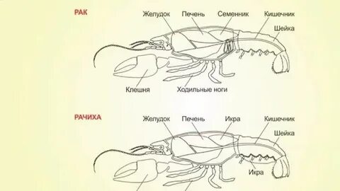Раки пенза