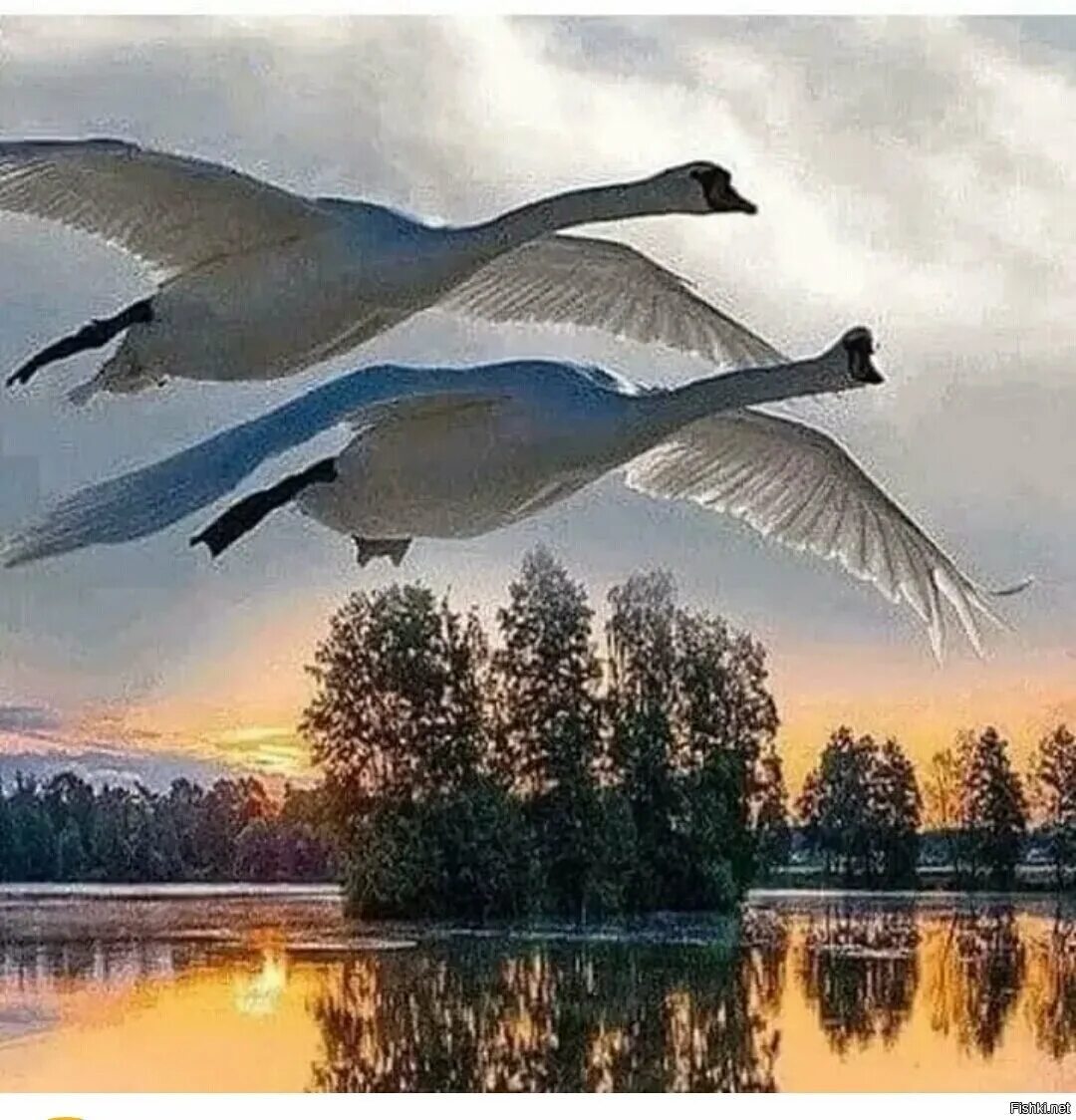 Белые журавли улетающие в небо. Птицы над озером. Лебеди в небе. Птицы над рекой. Птицы улетают.