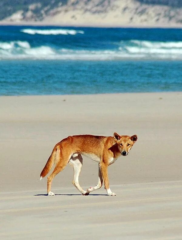 Дикая собака динго новый год. Собака Динго. Динго в Австралии. Австралийская собака Динго. Динго животное Австралии.
