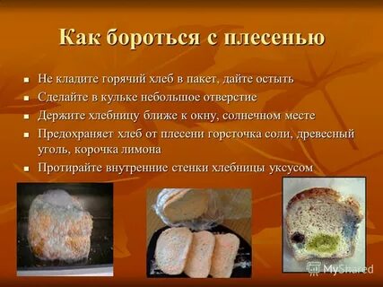 Плесневые грибы человек использует в выпечке хлеба
