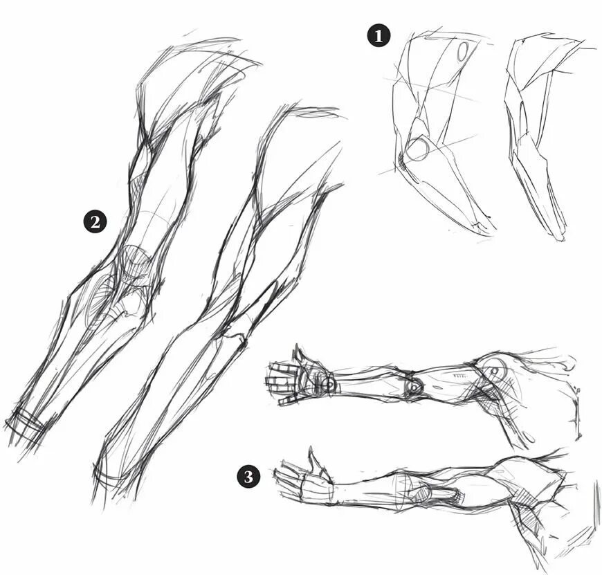 Строение руки рисунок. Руки референс анатомия кисти. Мышцы человека анатомия референс анатомия руки. Мышцы кисти референс. Анатомия рук кисти рук референс.