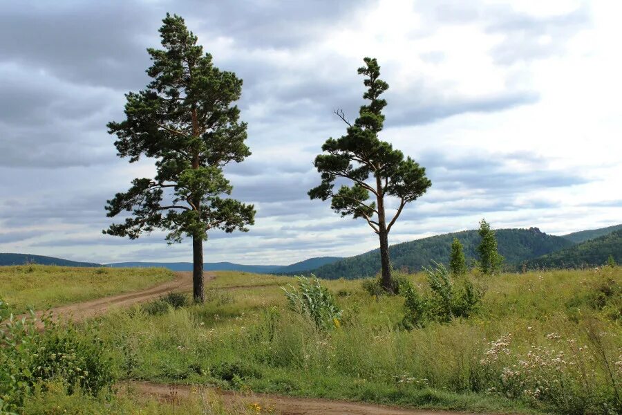 Одинокая сосна. Две сосны. Сосны вдалеке. Сосна в полный рост.