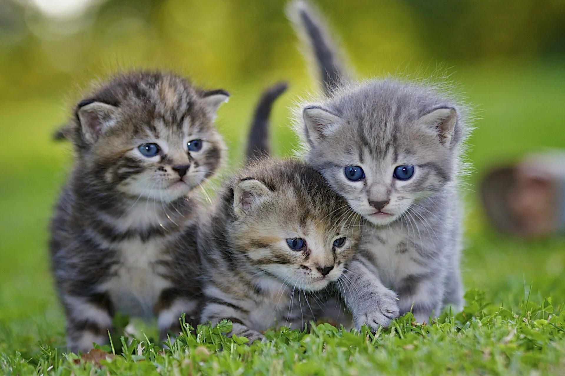 Красивые котята. Милые котята. Маленькие котики. Маленький котенок.