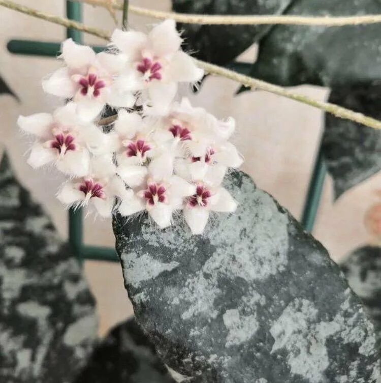 Хойя каудата сильвер сплеш. Хойя каудата. Хойя каудата сплэш. Хойя каудата. Хойя каудата сильвер.