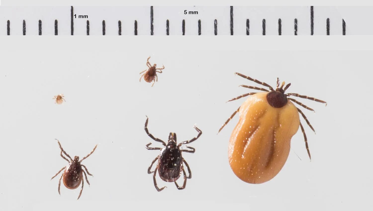 Нимфа клеща это. Ixodes ricinus. нимфа клеща.