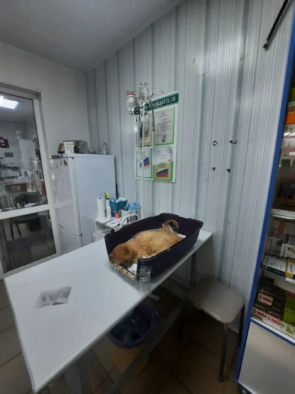 гостиница для собак в москве. приют мини дом собак. кошачий приют электросталь. отель для домашних животных. приют мини дом собак.