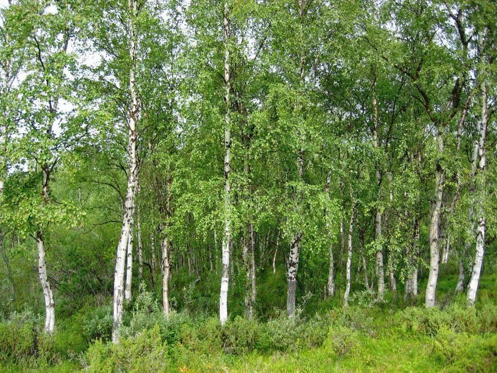 Берёза повислая. Береза повислая роща. Береза повислая (бородавчатая). Берёза пови́слая Bétula péndula.