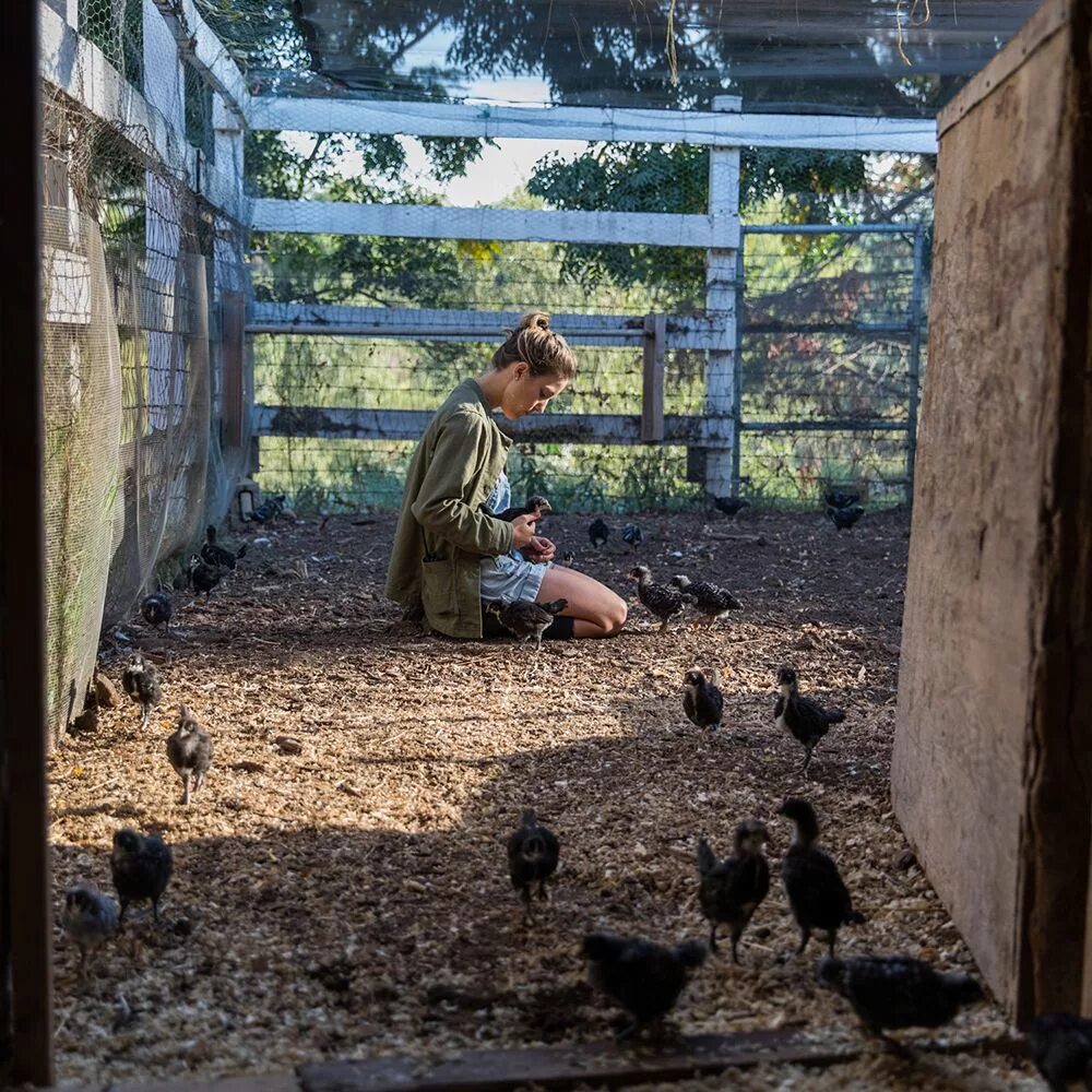 Little farm