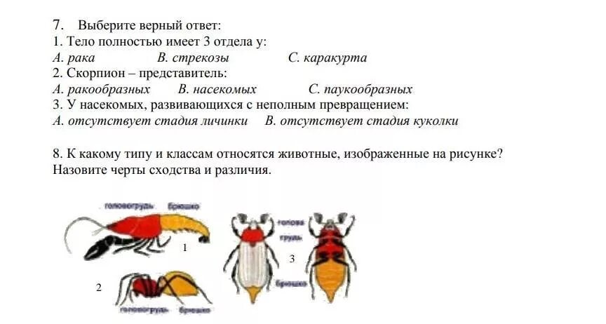 Признаки какого класса на нем изображены. К какому типу относится животное изображенное на рисунке. К какому типу относят животных изображенных на рисунке. К каким классам относятся изображенные на рисунках животные. К какому классу относится изображённое на рисунке животное.