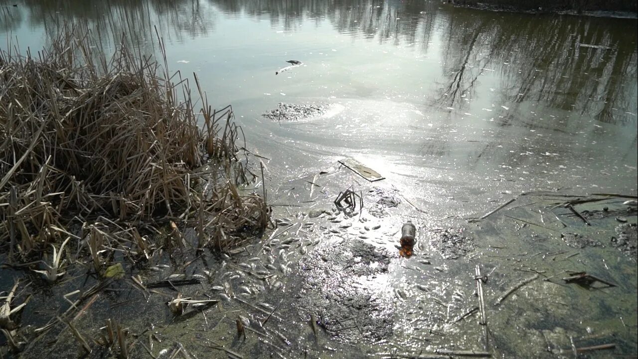 К пруду с изменившимся лицом. Загрязненные водоемы рыба. Загрязненные водоемы в Югорске. Загрязнение Оби. Загрязненные воды в Кургане.